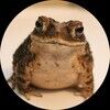 frogggybazaar